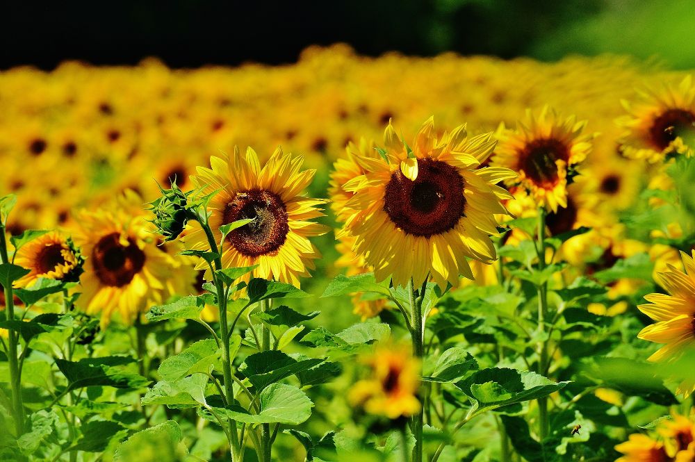 sunflowers